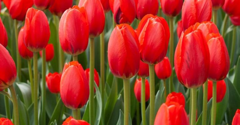10 Garden Plants That Are Toxic to Dogs (And 10 Safer Alternatives to Grow)