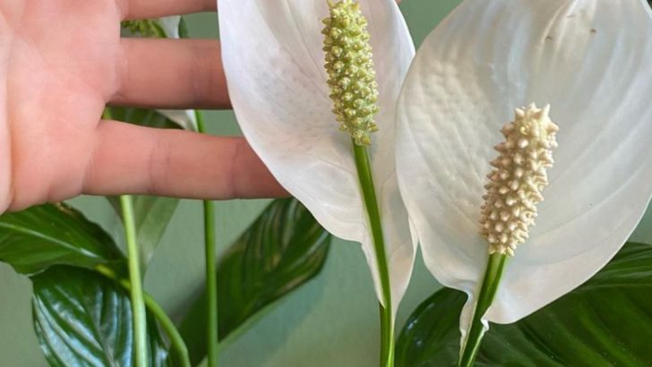 10 Houseplants That Love Coffee Grounds (And 10 That Can’t Stand Them)