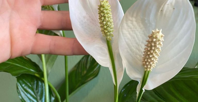 10 Houseplants That Love Coffee Grounds (And 10 That Can’t Stand Them)