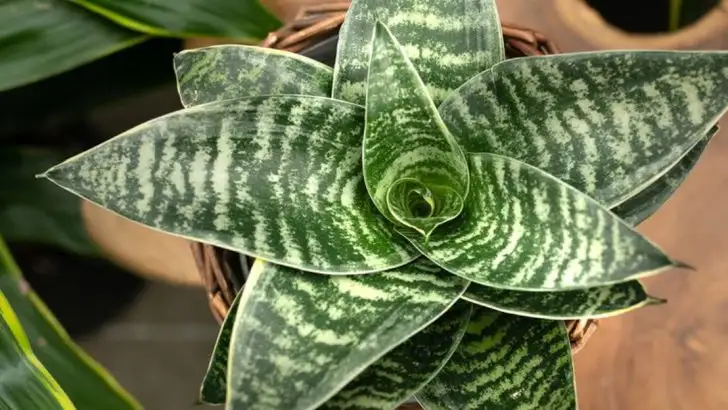 10 Indoor Plants That Can Boost Your Productivity and Focus