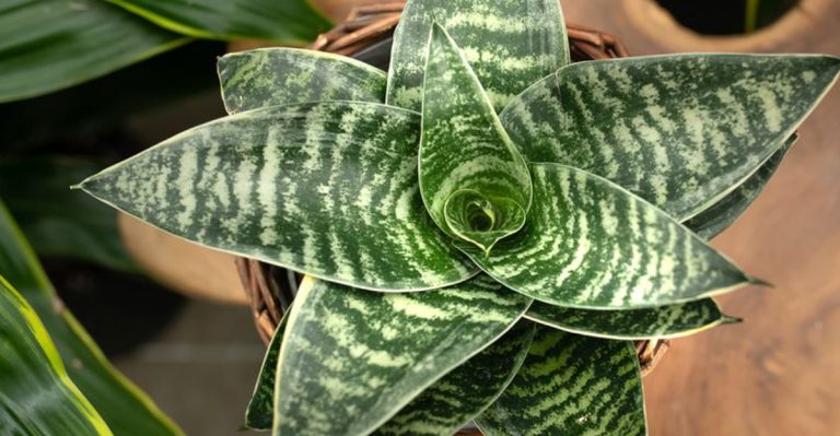 10 Indoor Plants That Can Boost Your Productivity and Focus