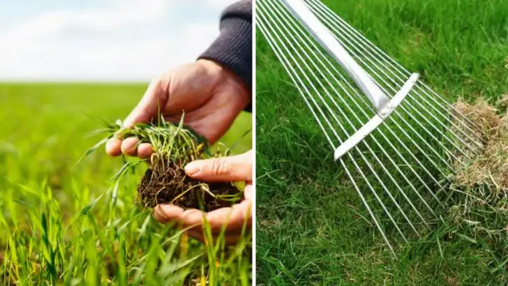 10 Lawn Care Tips That Waste Time + 10 That Make a Visible Difference Fast