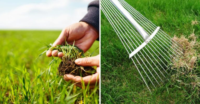 10 Lawn Care Tips That Waste Time + 10 That Make a Visible Difference Fast