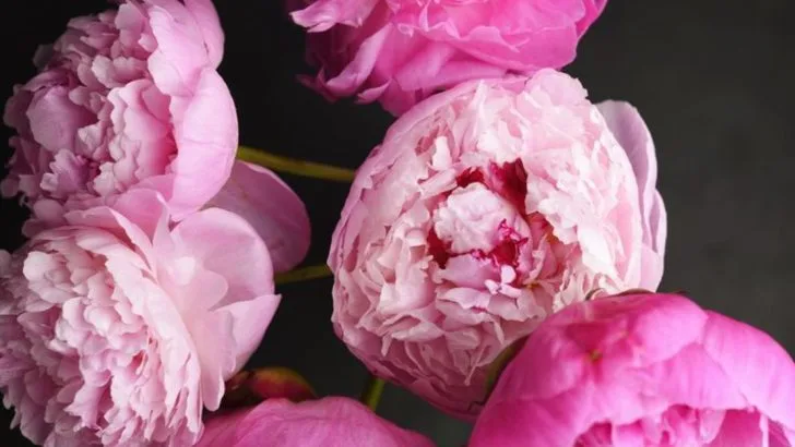 10 Perennial Seeds You Can Still Start in May (And 10 That Are Already Too Late)