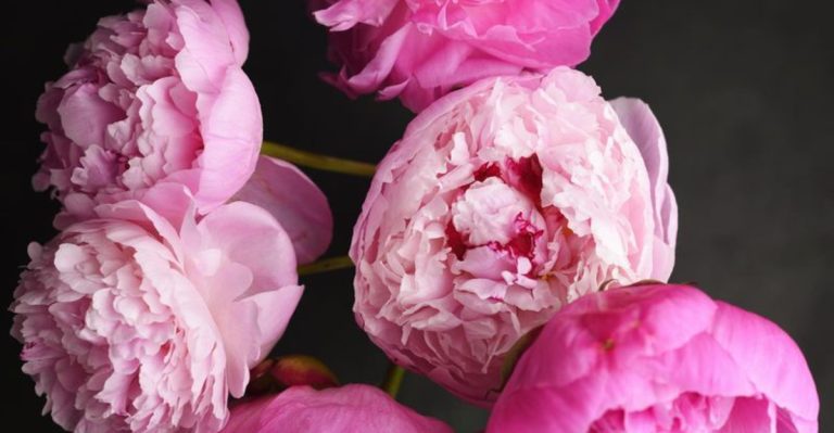 10 Perennial Seeds You Can Still Start in May (And 10 That Are Already Too Late)
