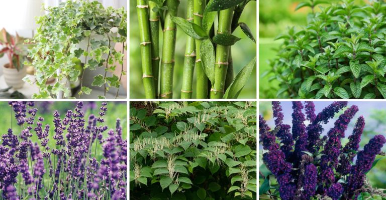 10 Plants People Regret Planting (And 10 They Wish They’d Picked Instead)