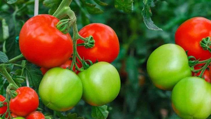 10 Quick Tips for Growing Perfect Tomatoes Every Time