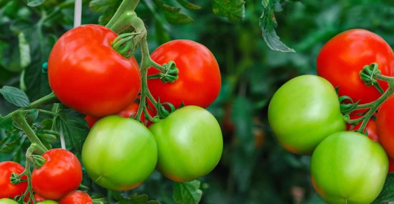 10 Quick Tips for Growing Perfect Tomatoes Every Time