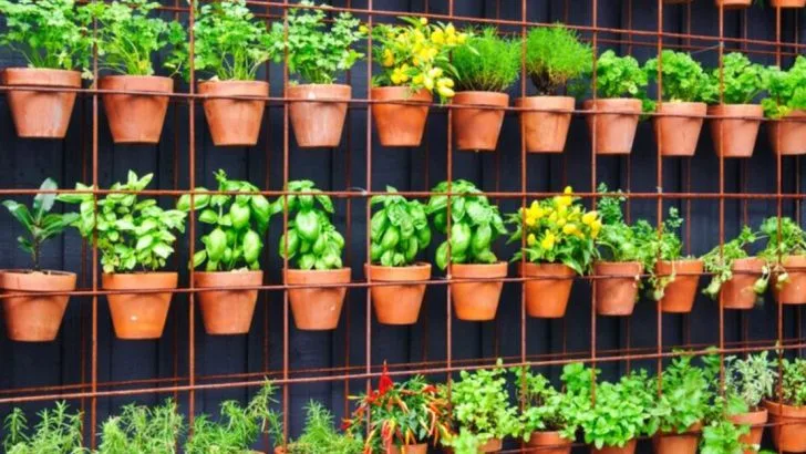 10 Reasons You Don’t Need a Backyard to Be a Great Gardener