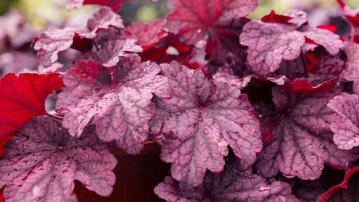 10 Shade-Loving Plants That Brighten Even the Darkest Corners