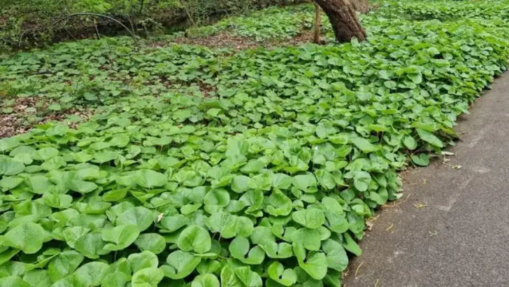 10 Tips to Divide Wild Ginger and Keep Your Ground Cover Thriving