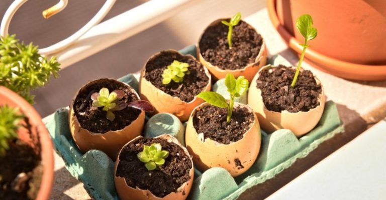 10 Unconventional Gardening Hacks That Actually Work