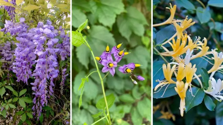 10 Vining Plants To Avoid Growing In Your Yard (And 10 Better Alternatives To Try)