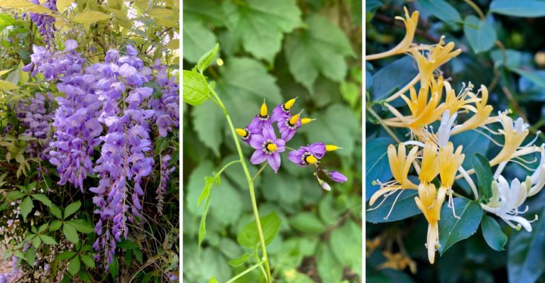 10 Vining Plants To Avoid Growing In Your Yard (And 10 Better Alternatives To Try)