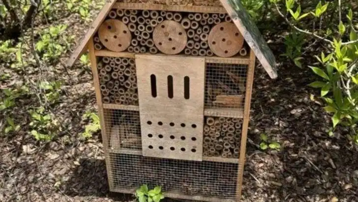 10 Ways to Attract Pollinators to Your Garden Without Pesticides