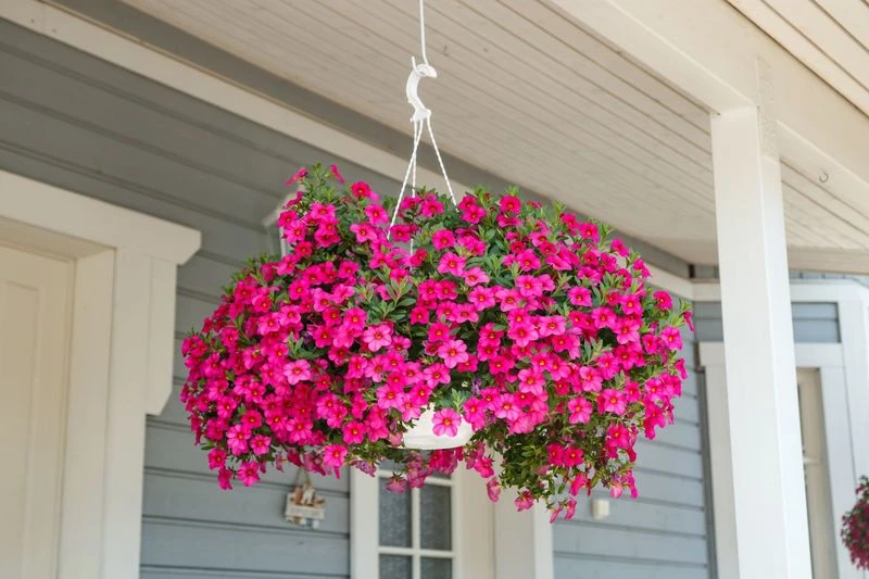 11. Million Bells (Calibrachoa)