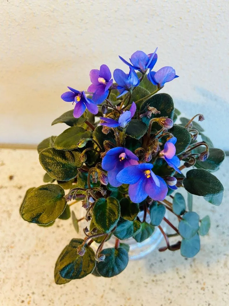 Optimara Little Sapphire