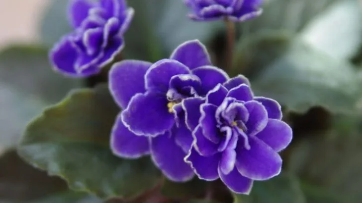11 African Violet Varieties That Can Bloom Nearly Nonstop Indoors