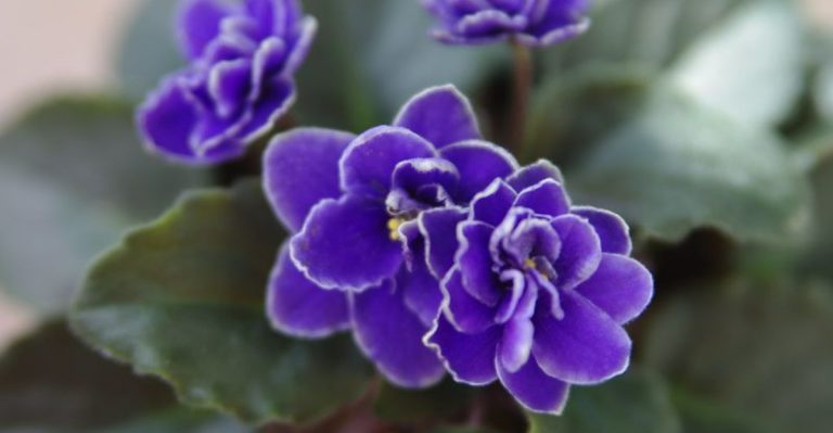 11 African Violet Varieties That Can Bloom Nearly Nonstop Indoors