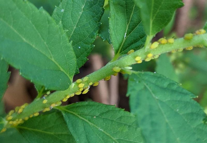 Aphids