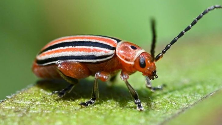 11 Common Garden Pests in the Mountain West—and Natural Ways to Control Them