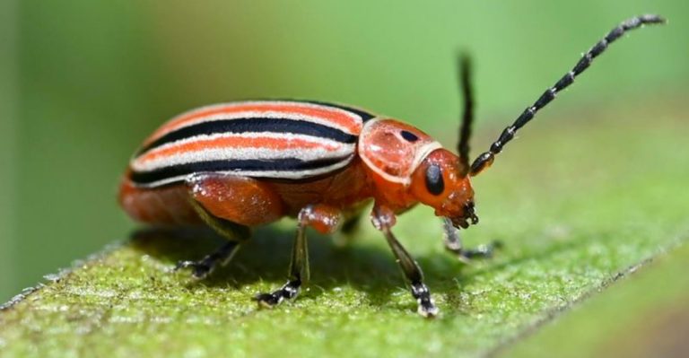 11 Common Garden Pests in the Mountain West—and Natural Ways to Control Them