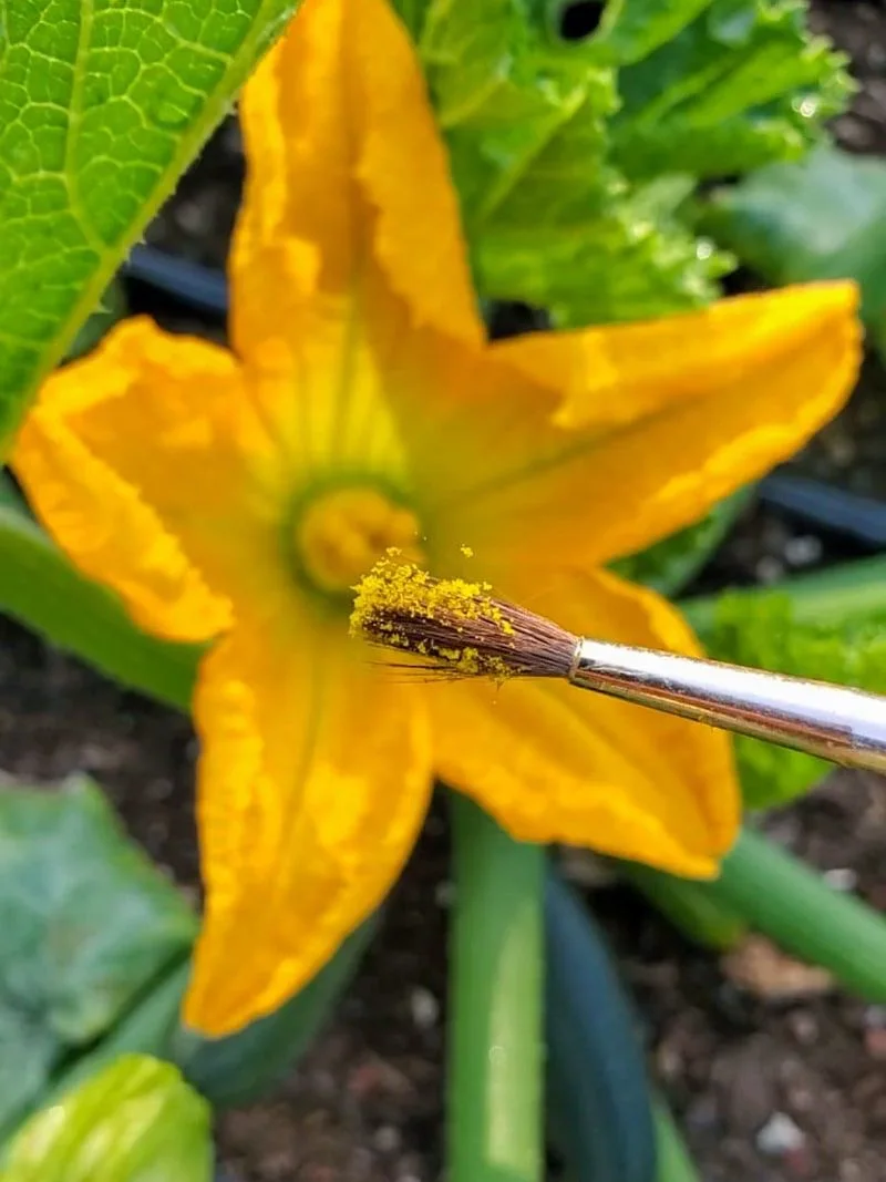 Incorrect Pollination
