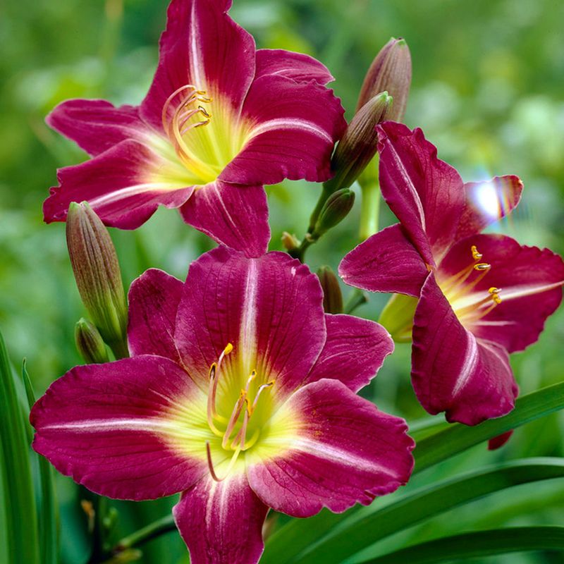 Daylily