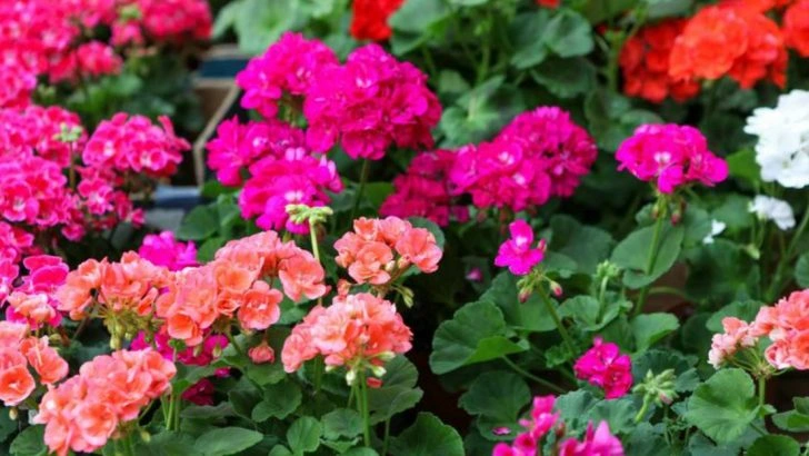 11 Plants That Reward You With Multiple Bloom Cycles in One Season