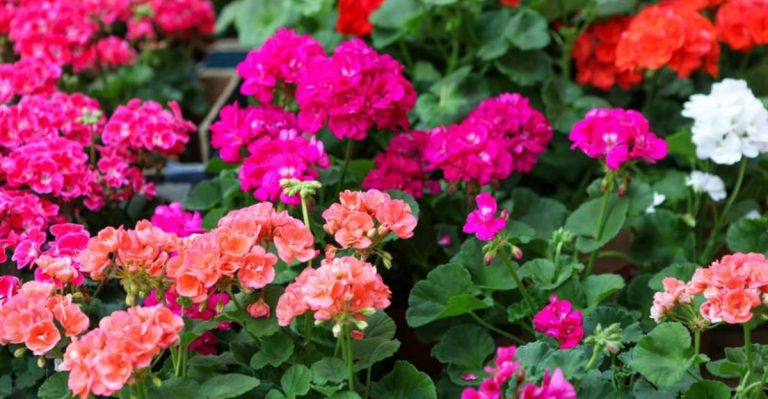 11 Plants That Reward You With Multiple Bloom Cycles in One Season