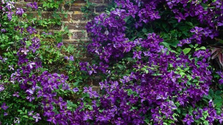 11 Reasons Why Your Beautiful Clematis Vine Might Be Harming Your Garden
