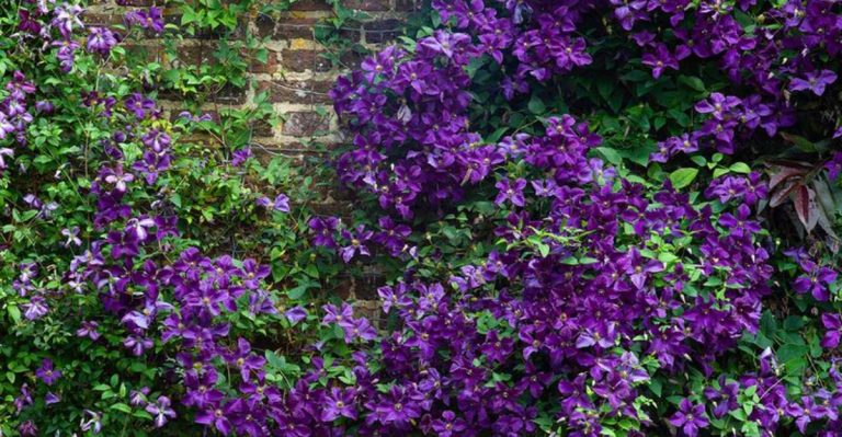 11 Reasons Why Your Beautiful Clematis Vine Might Be Harming Your Garden