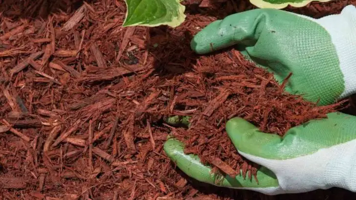 11 Biggest Mistakes You’re Making When Preparing Soil For Your Garden