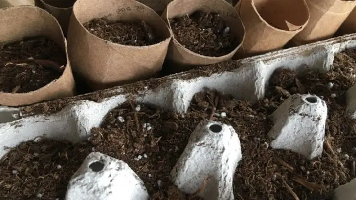 11 Clever Ways to Use Toilet Paper Rolls in Your Garden