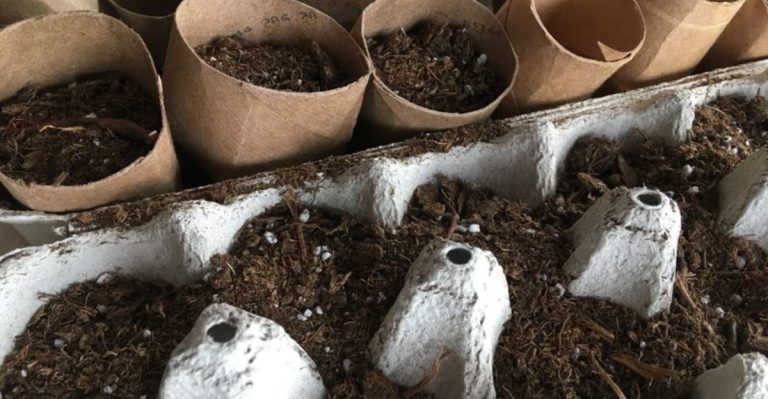 11 Clever Ways to Use Toilet Paper Rolls in Your Garden