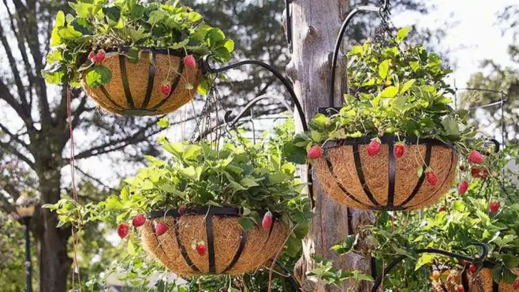 11 Clever Ways to Use Vertical Gardening to Maximize Small Spaces