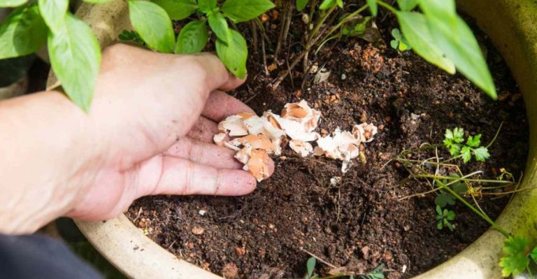 11 Creative Ways to Reuse Kitchen Scraps in Your Garden