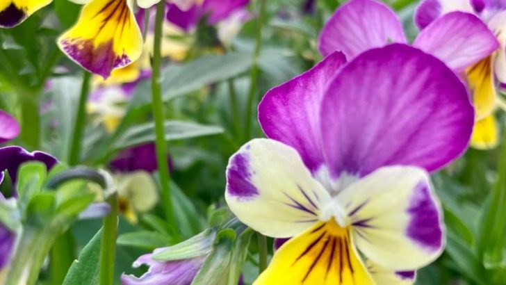 11 Edible Flowers You Can Grow Right in Your Backyard