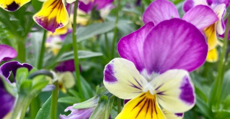 11 Edible Flowers You Can Grow Right in Your Backyard
