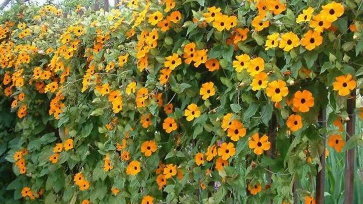 11 Low-Maintenance Flowering Vines for Busy Gardeners