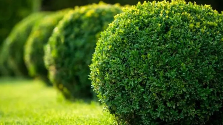 11 Plants That Help Reduce Noise in Urban Spaces