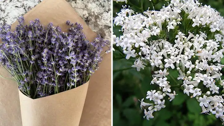 11 Plants That Help You Sleep Better at Night