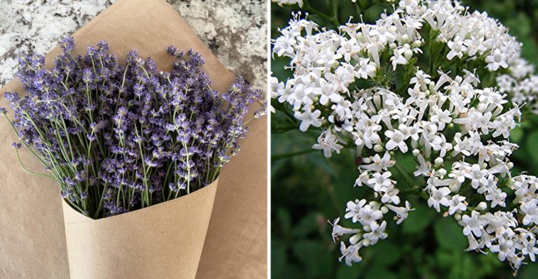 11 Plants That Help You Sleep Better at Night