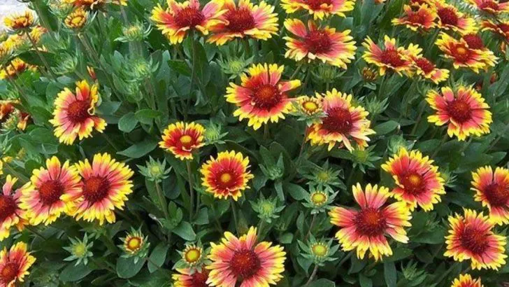 11 Reasons Blanket Flowers Are the Bloom That Never Quits