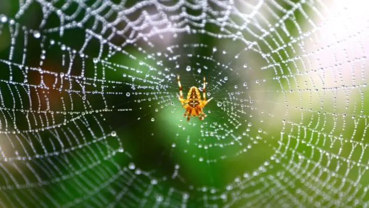 11 Surprising Reasons You Should Never Remove Spiderwebs from Your Garden