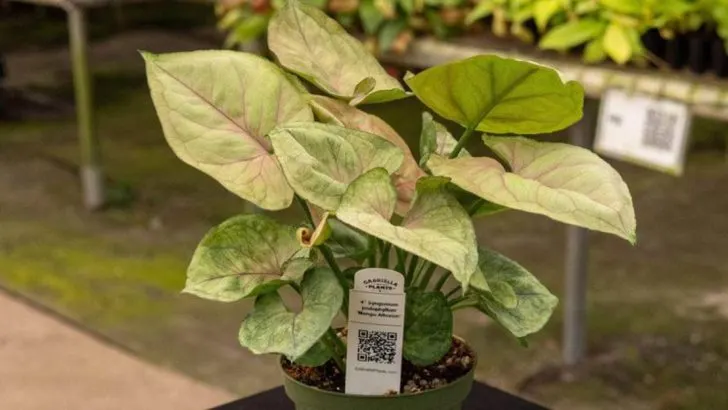 11 Things Garden Centers Hope You Don’t Know Before Buying Plants