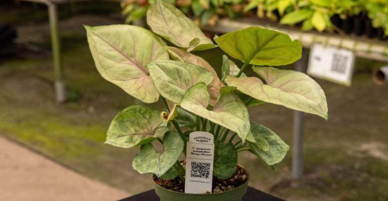 11 Things Garden Centers Hope You Don’t Know Before Buying Plants