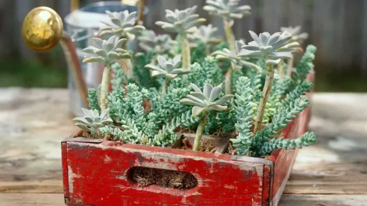 11 Tips to Get Your Old Planters Ready for the New Season