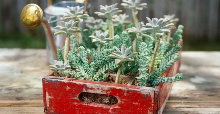 11 Tips to Get Your Old Planters Ready for the New Season
