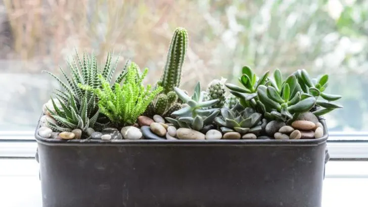 11 Ways to Arrange Indoor Plants Based on Feng Shui Principles